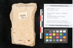Foto (Objekt + Etikett) von Myrica lignitum Unger (NHMW-GEO-2024-0188-4010)
